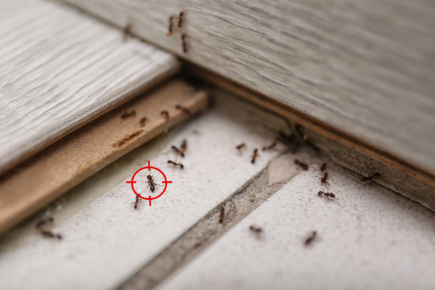 Best Cockroach Control Services  in Oriska, NY